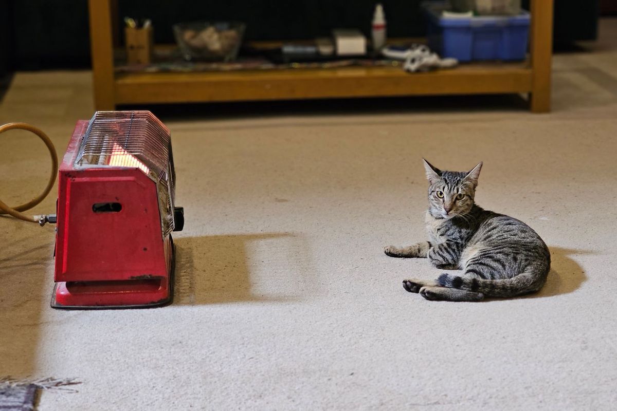 Small electric heater glowing on a carpet, with a cat resting a few feet away