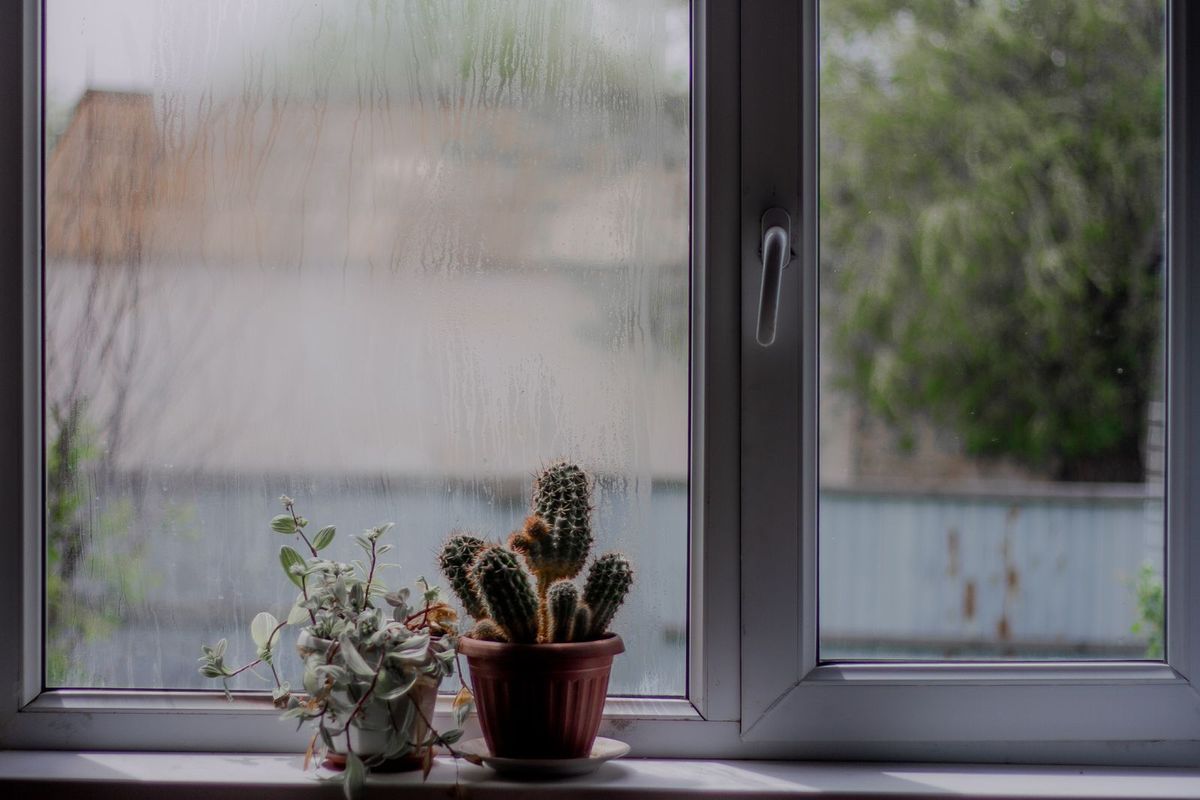 Condensation on a window above potted cactus on the sill